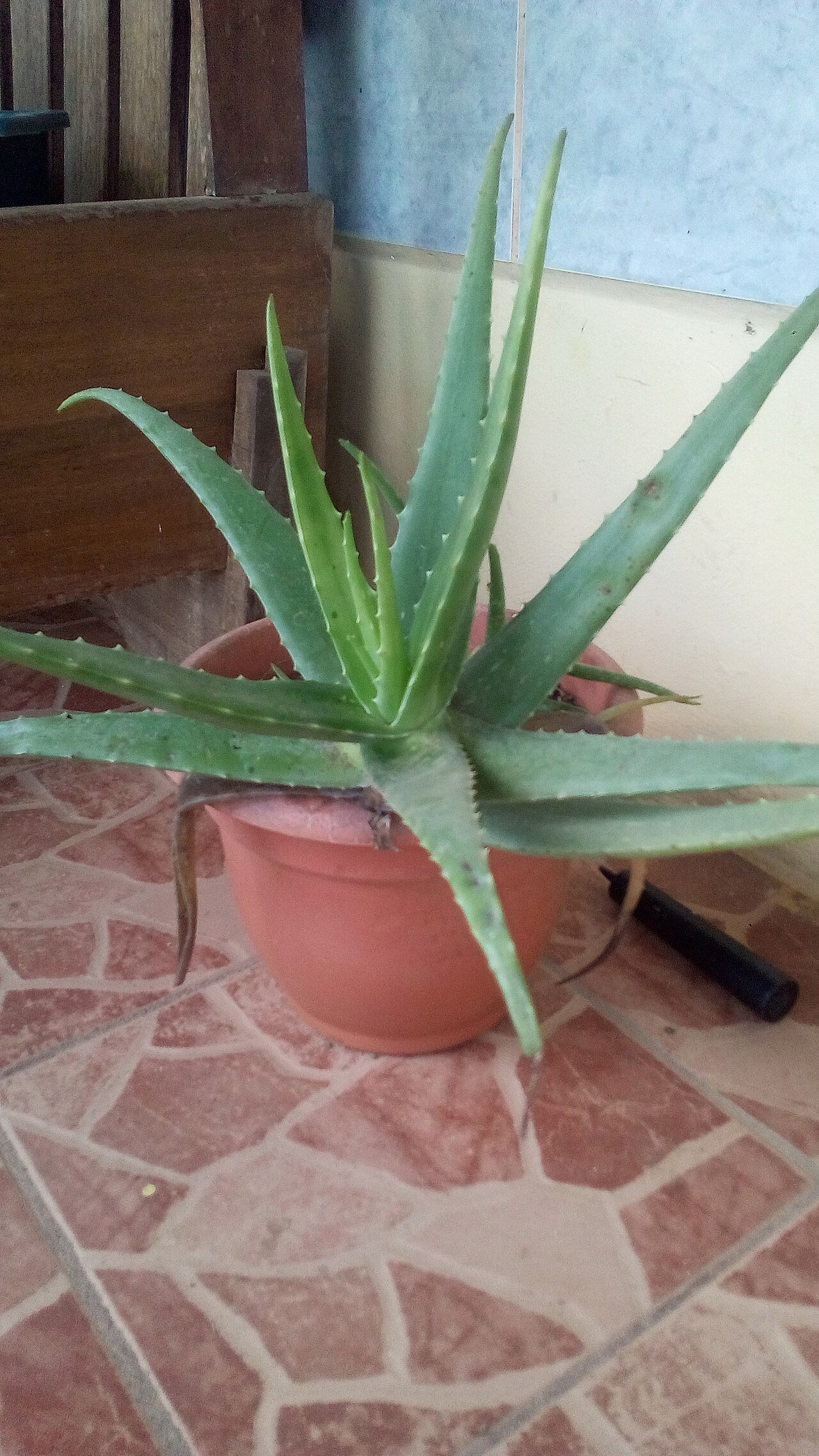 Aloe Vera Potted Plant