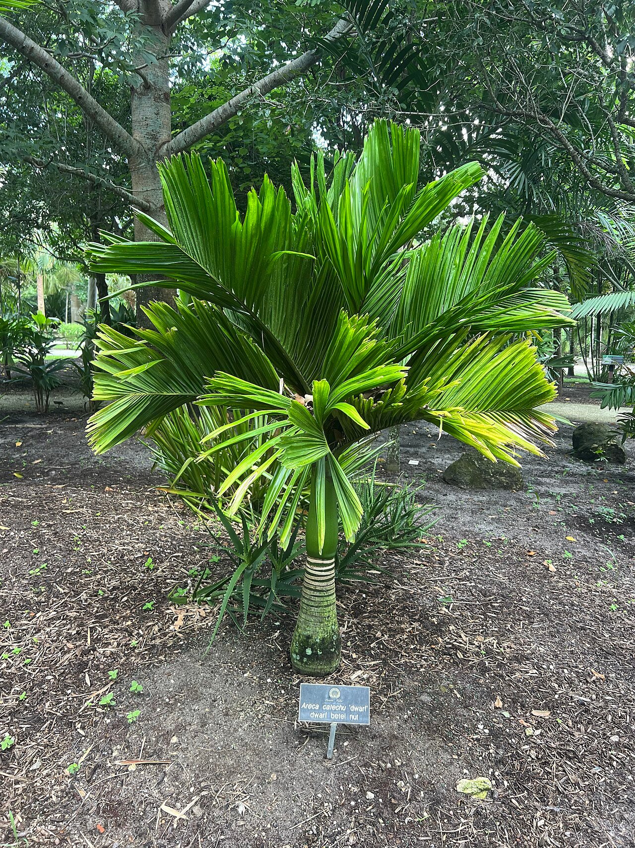 Areca Palm Potted Plant