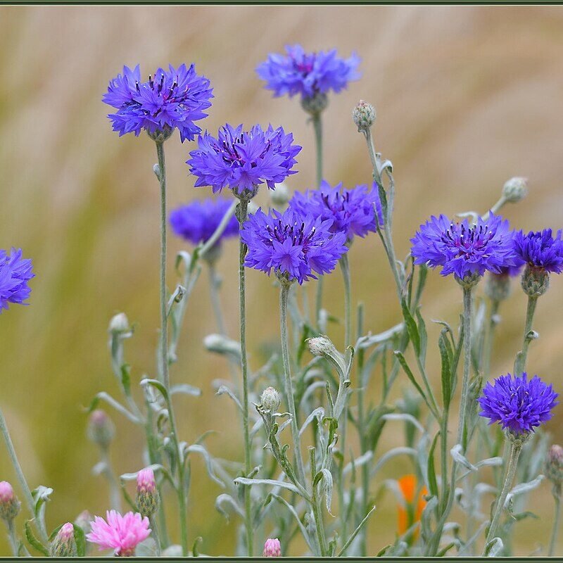 Lavender Dream Bouquet