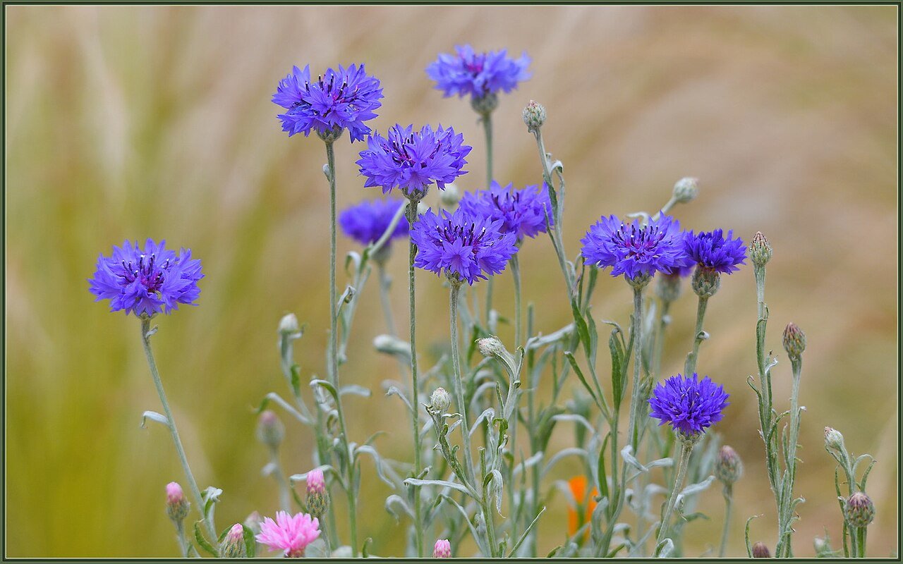 Lavender Dream Bouquet