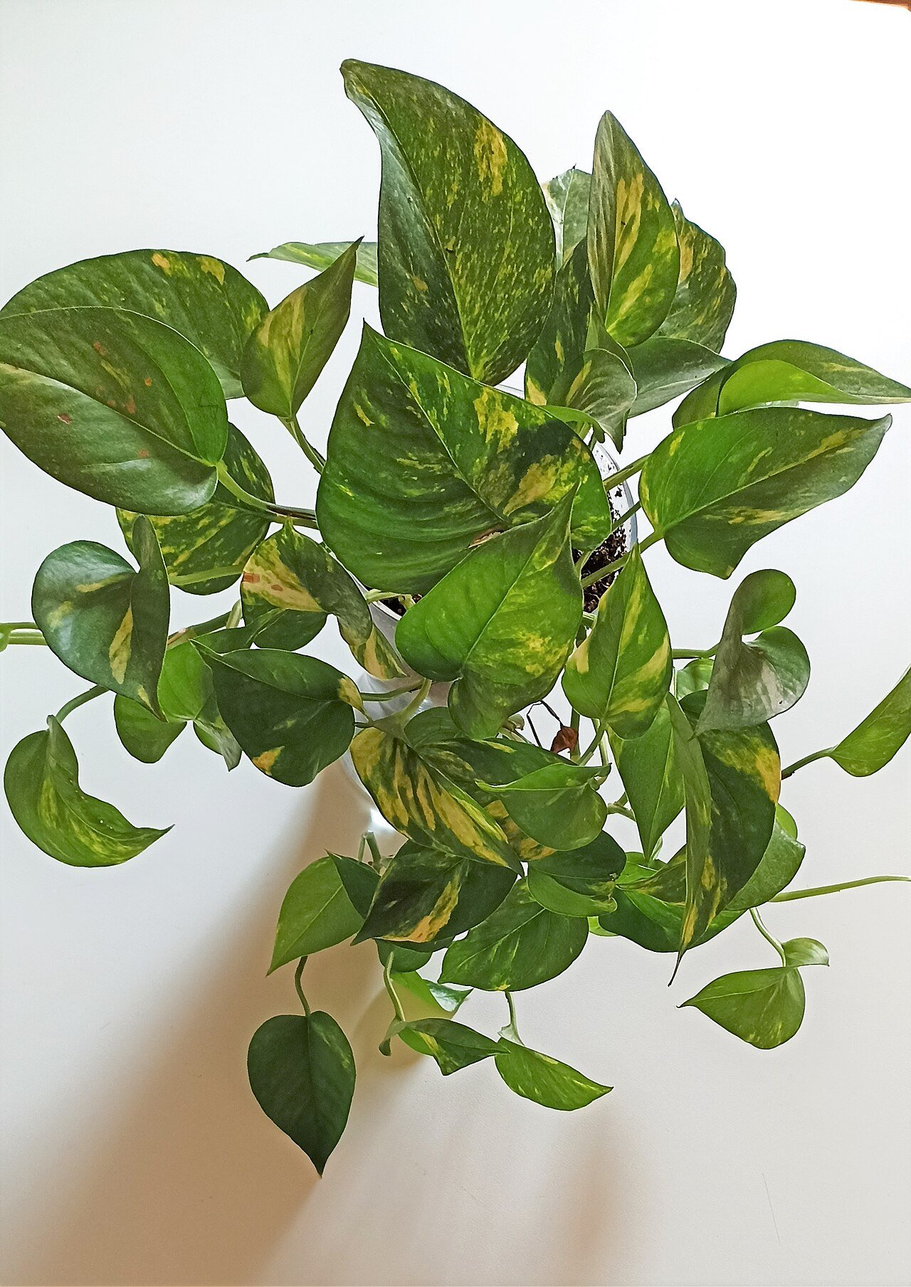 Money Plant in Ceramic Pot
