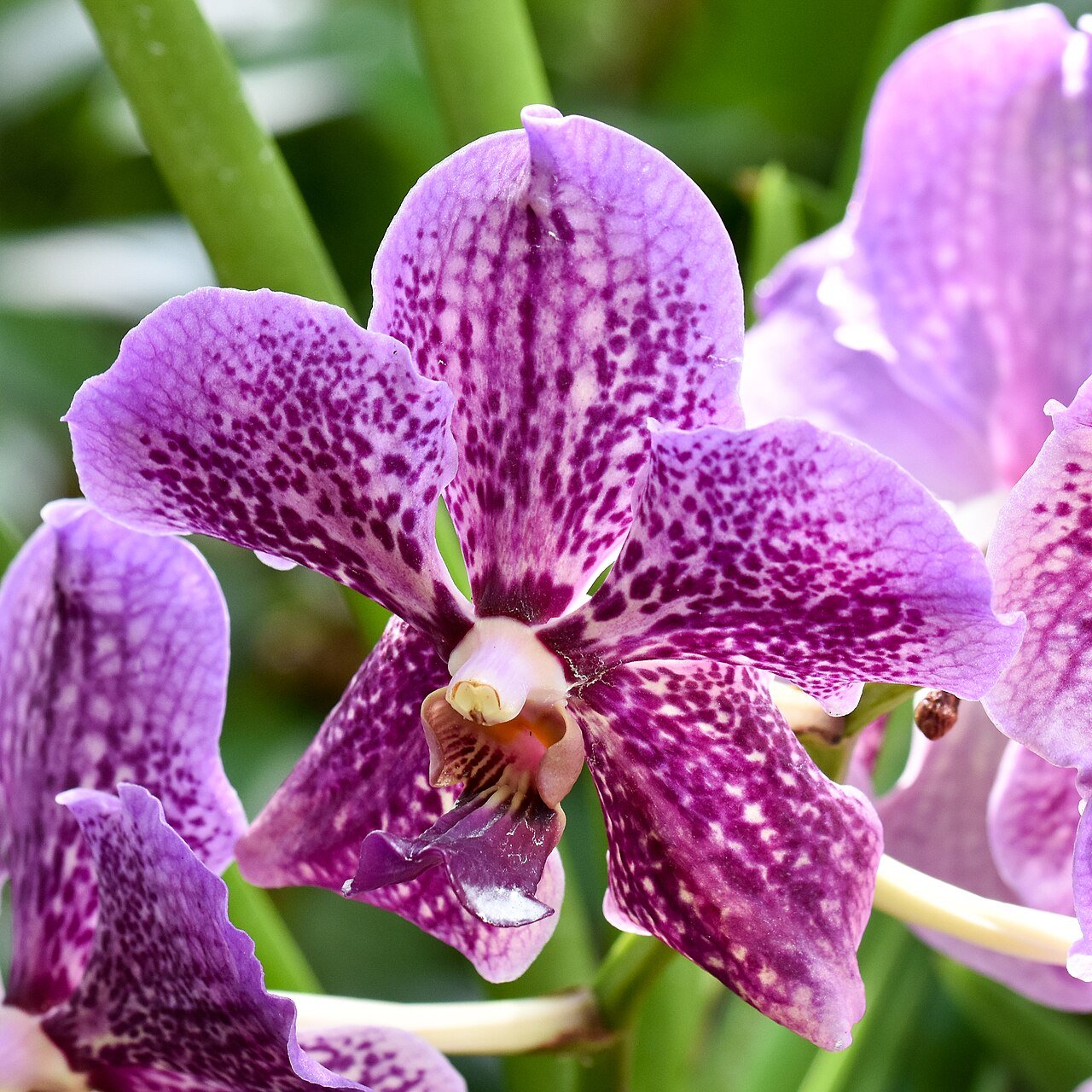 Orchid in Ceramic Pot