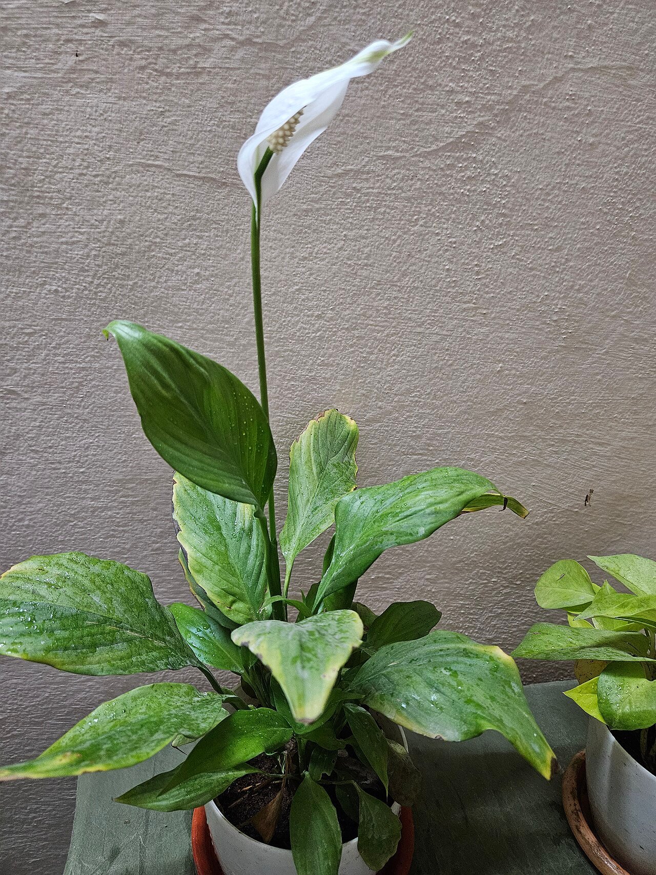Peace Lily Potted Plant