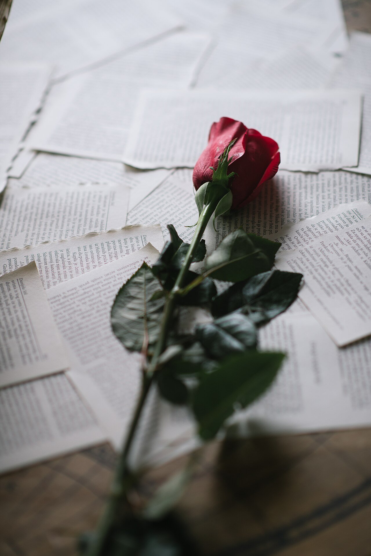 Single Rose Elegance