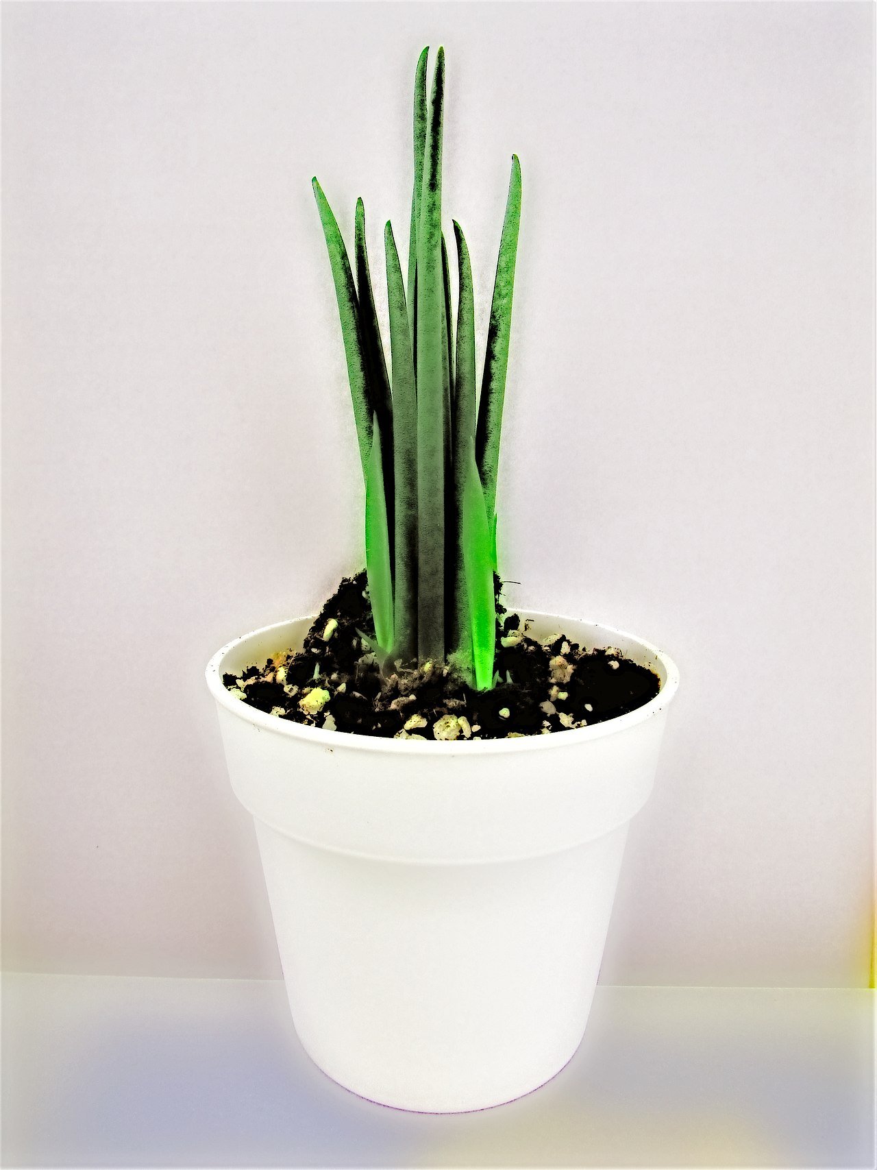 Snake Plant Tabletop